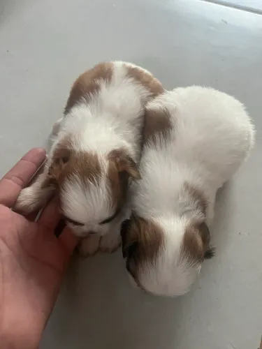 Cachorro shihtzu