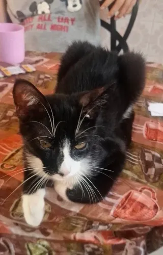 DOACAO GATINHOS