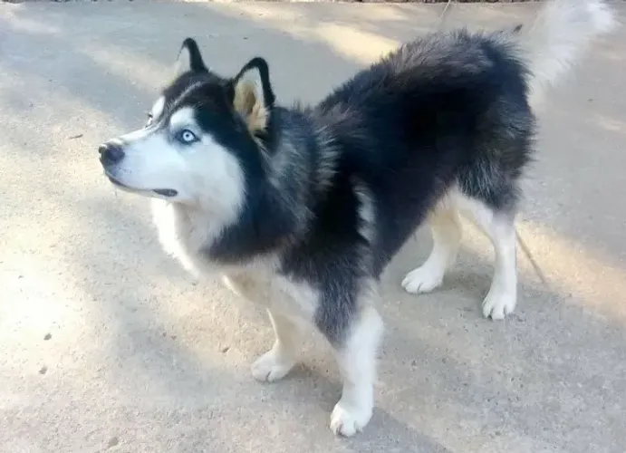 Filhotes de Husky Siberiano | Filhotes que encantam de verdade.