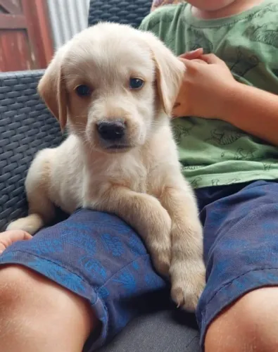 Filhotes de Golden Retriever | O carinho mora nesse focinho.