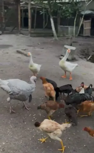 Pato ou Galinha Caipira Peruibe 