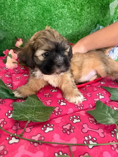 Filhote de shih tzu macho