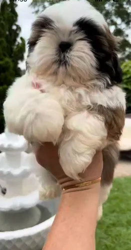 Shih tzu Seu filho vai criar memórias incríveis com esse filhote