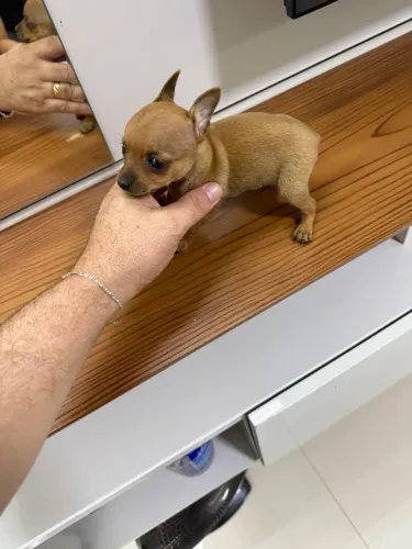Pinscher macho