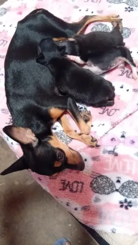 Cachorro pinche 01
