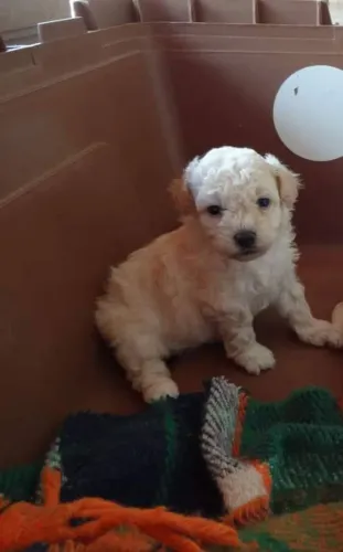 Filhotes de poodle