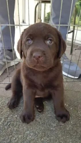 Labrador excelente linhagem