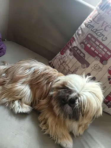 Lhasa Apso fêmea 