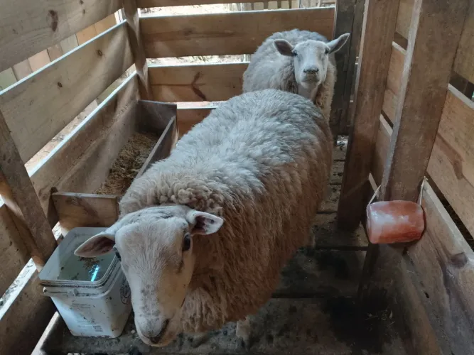 Casal de carneiro