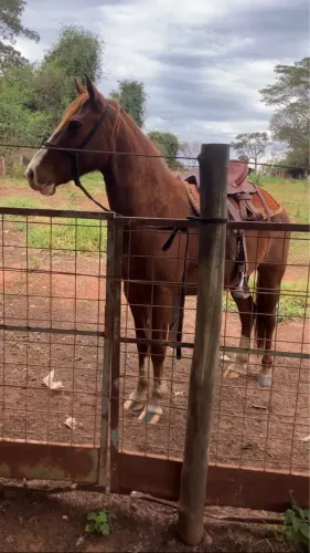 Cavalo 5 anos manso