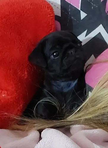 Vendo lindo filhote de pug