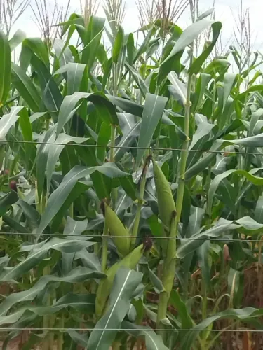 FAZENDA A VENDA EM VILA APARECIDA. MUNICÍPIO DE CÁCERES.
