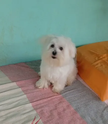 Leia descrição vendo uma maltês fêmea micro 