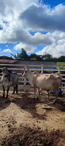 Vendo Vacas Girolanda 