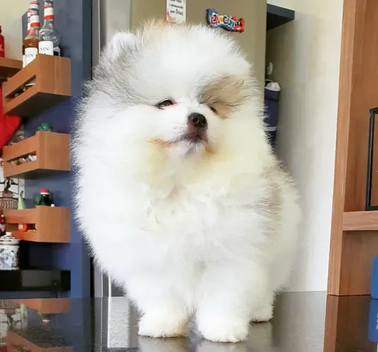 Lulu da pomeranea 