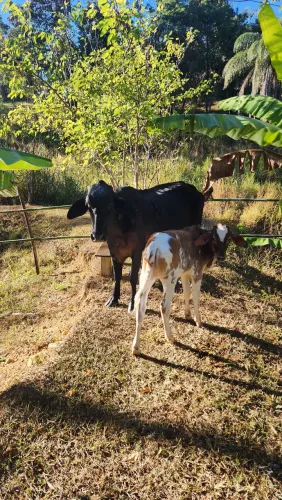 Vendo 2 vacas 1 tá parida de fêmea as duas são segunda cria