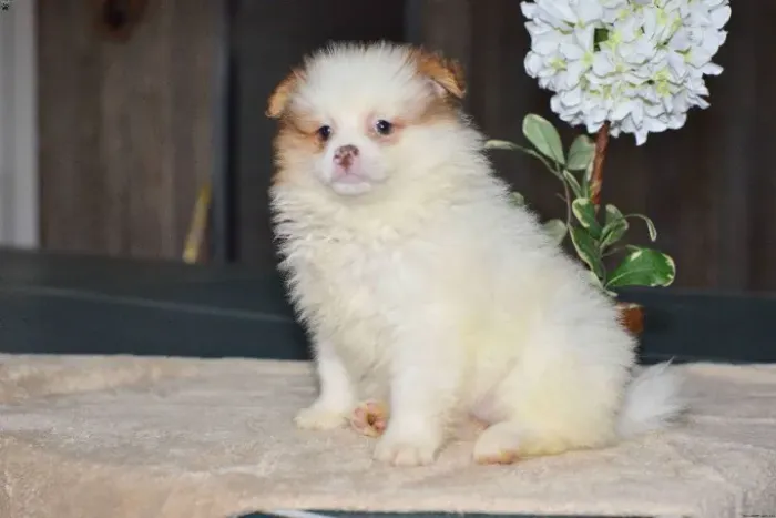 Spitz Alemão,Spitz Alemão Filhote Vacinado e Vermifugado