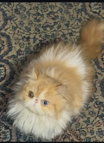 Busco persa com Heterocromia