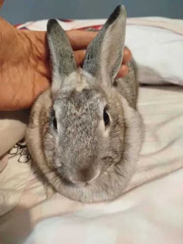 Coelhinha Linda e Amigavel