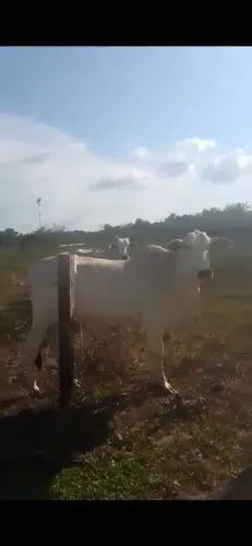VENDO LOTE DE VACAS
