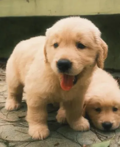Golden Retriever Filhotes Sua Escolha Inteligente.