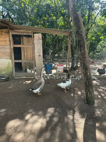 Casal de ganso adulto