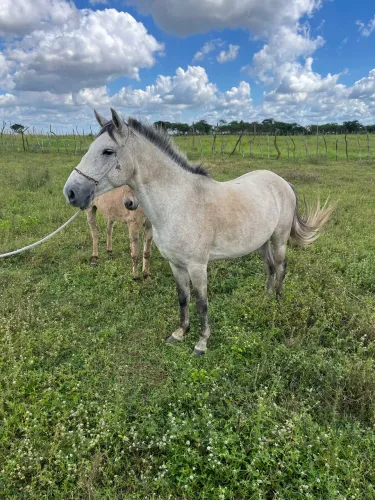 Cavalo