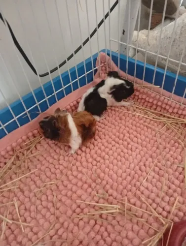 Filhote de porquinho da índia