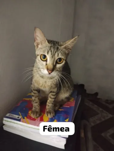 Gato