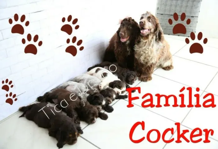 Filhote LINDO Cocker Spaniel Inglês
