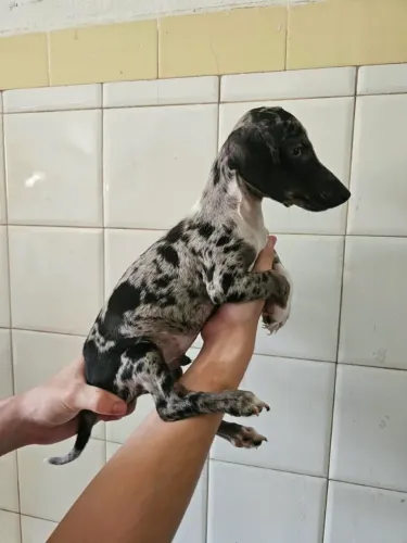 Dachshund macho mofadinho 