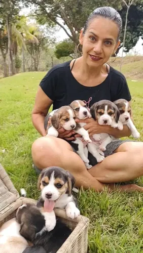 Filhotes de Beagle