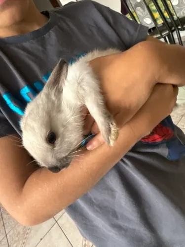 Mini coelhos