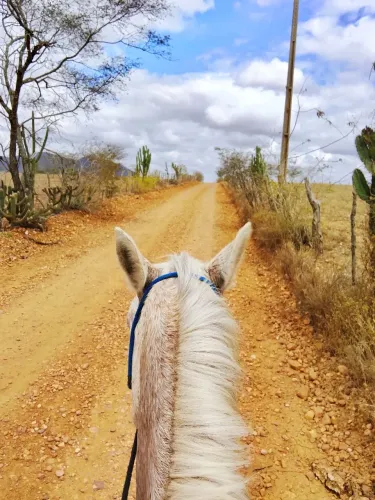 Égua mansa