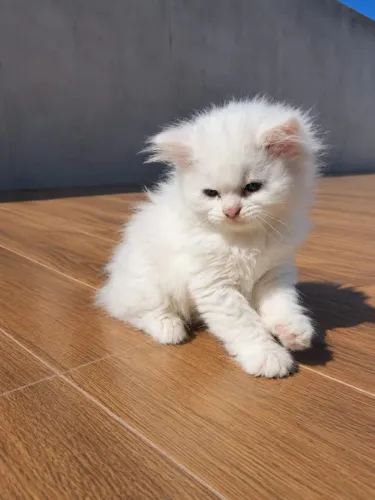 Gato Angorá Turco