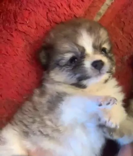 LULU DA POMERANIA PAIS NO LOCAL 