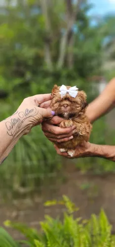 Shih-tzu linda cor Femea