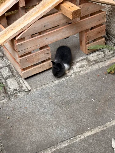 Coelho anão preto e branco