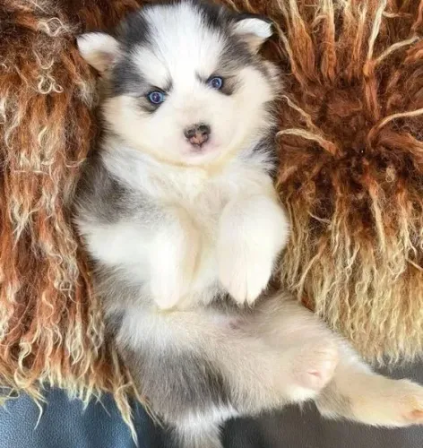 Pomsky Machos e Femeas
