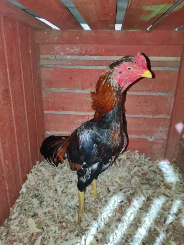 Galo indio mura