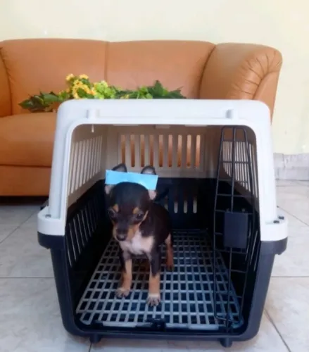 Pinscher Zero Filhote Alegre