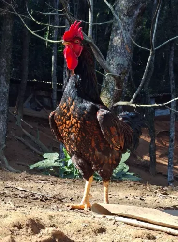 Frangos Balão GSB