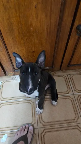 Filhote de Bull Terrier