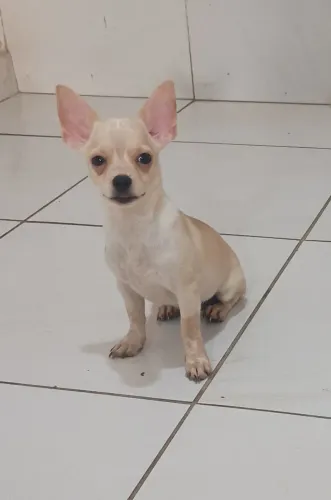 Filhotes chihuahua pelo curto