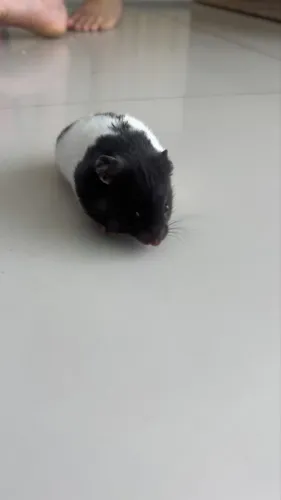 Vendo Hamster 