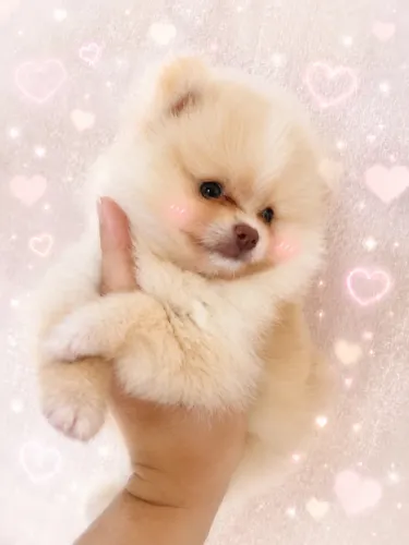 Macho Spitz alemão 