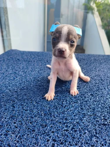 Pinscher ZER0 pequeno porte disponível em Campinas