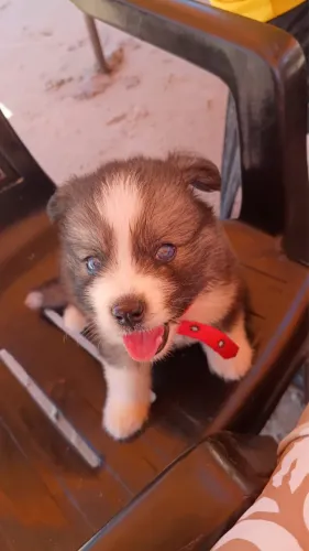 Cachorro Husky siberiano
