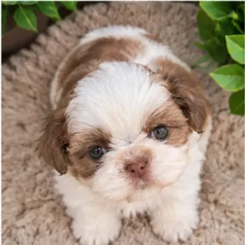 Shitzu Shih tzu fêmea 12 x 190 cartão