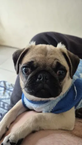 Pug com todas as vacinas.